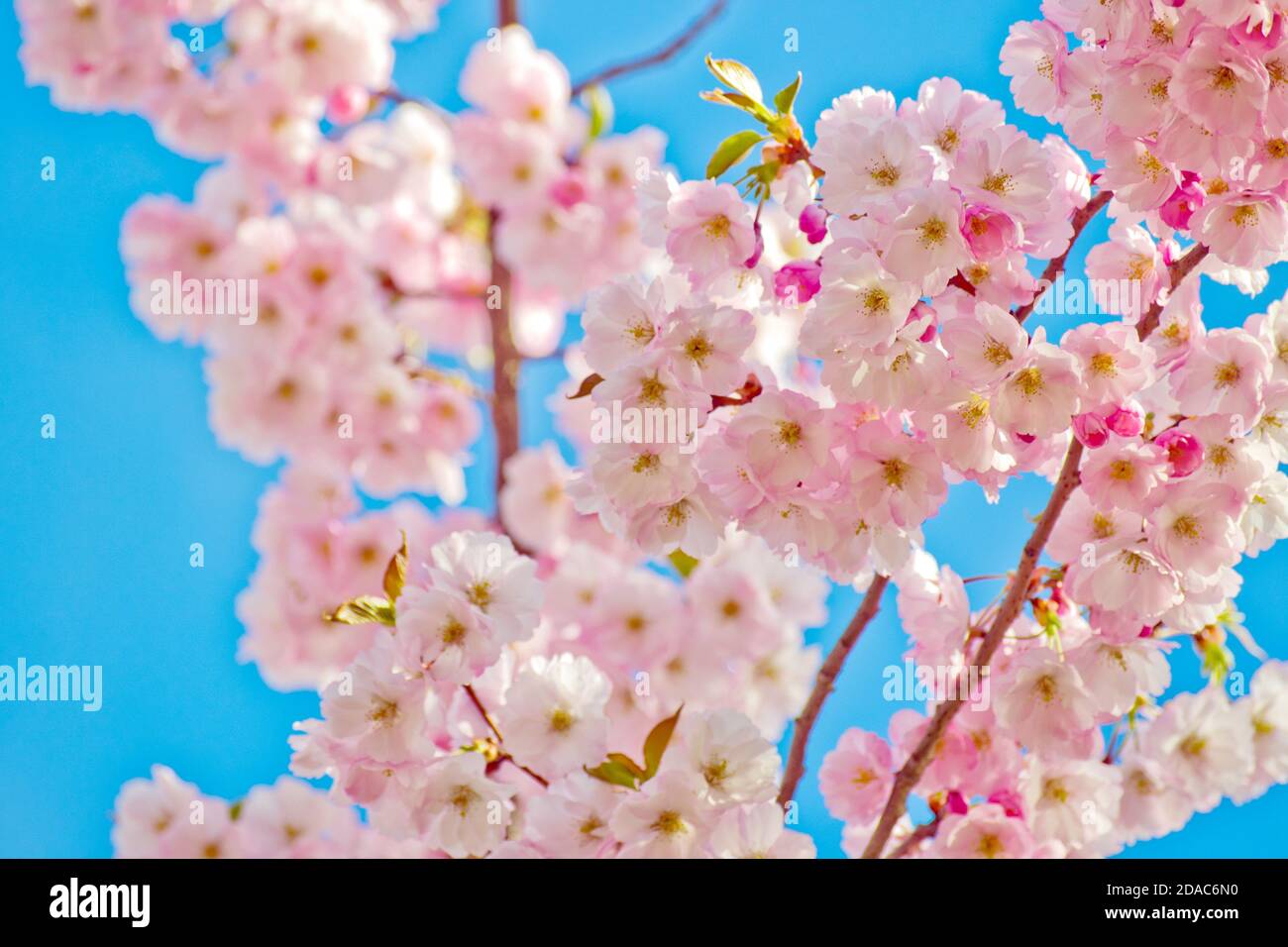 Sakura cherry blossom branch on blue sky background Stock Photo - Alamy