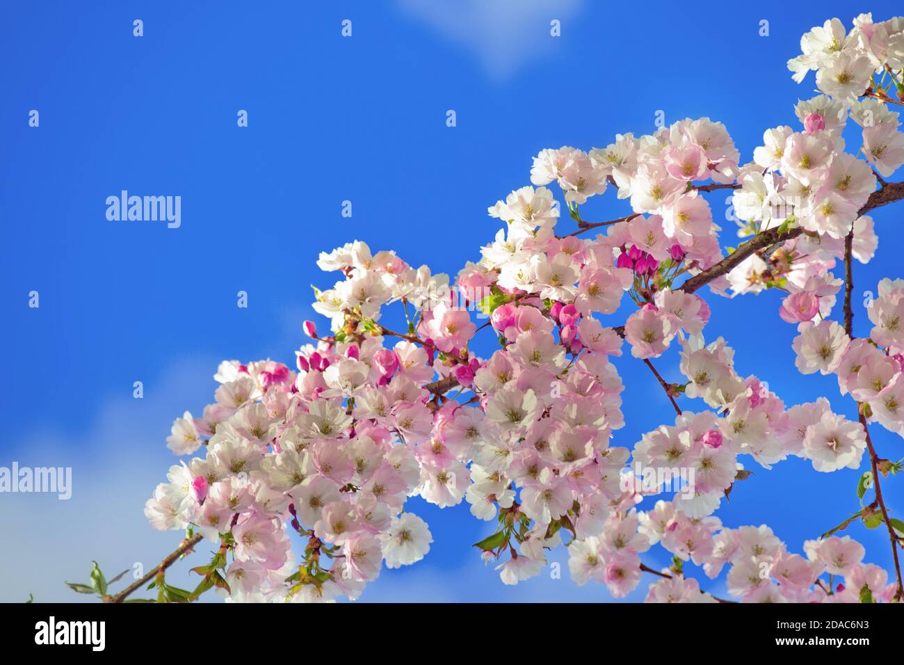 Sakura cherry blossom branch on blue sky background Stock Photo - Alamy