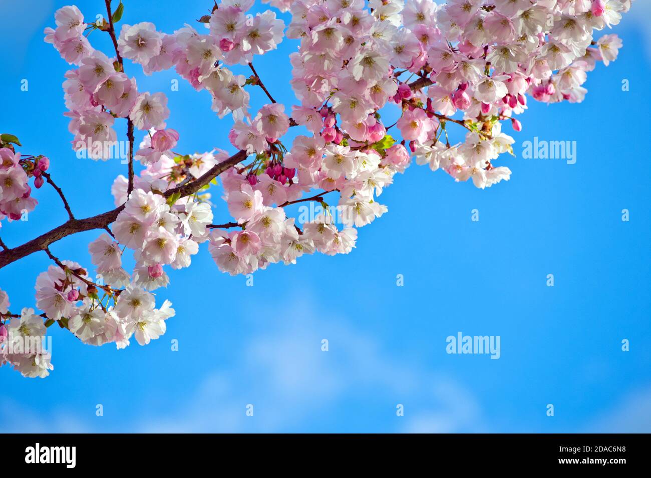 Sakura cherry blossom branch on blue sky background Stock Photo - Alamy