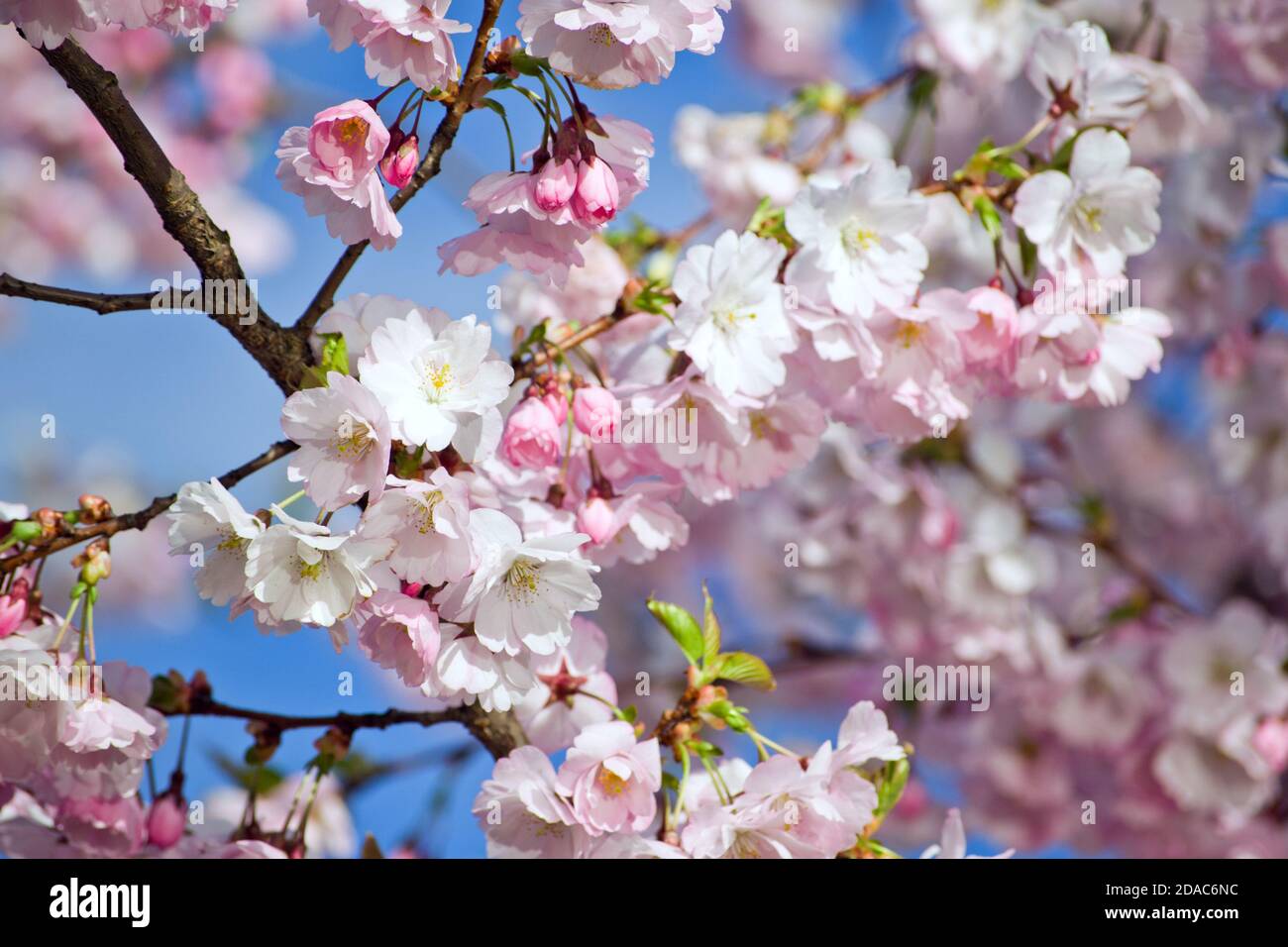 Sakura cherry blossom branch on blue sky background Stock Photo