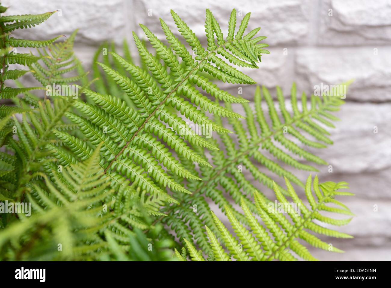 Dryopteris affinis - Golden Male Fern - August Stock Photo