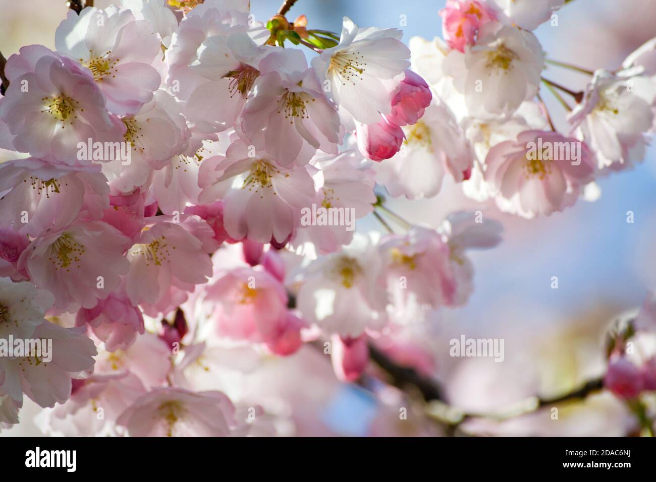 Sakura cherry blossom branch on blue sky background Stock Photo - Alamy