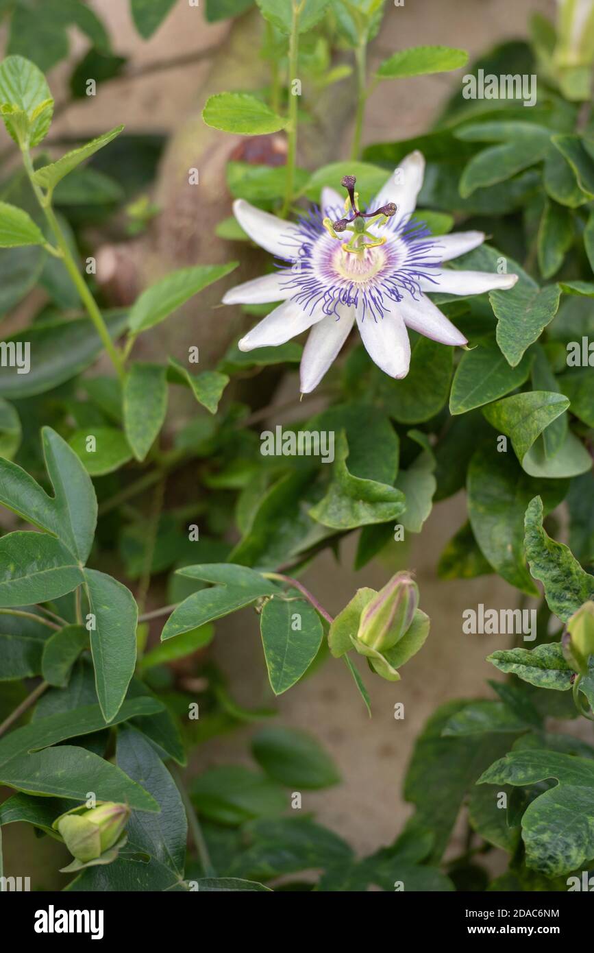 PASSIFLORA STAR OF SURBITON Stock Photo