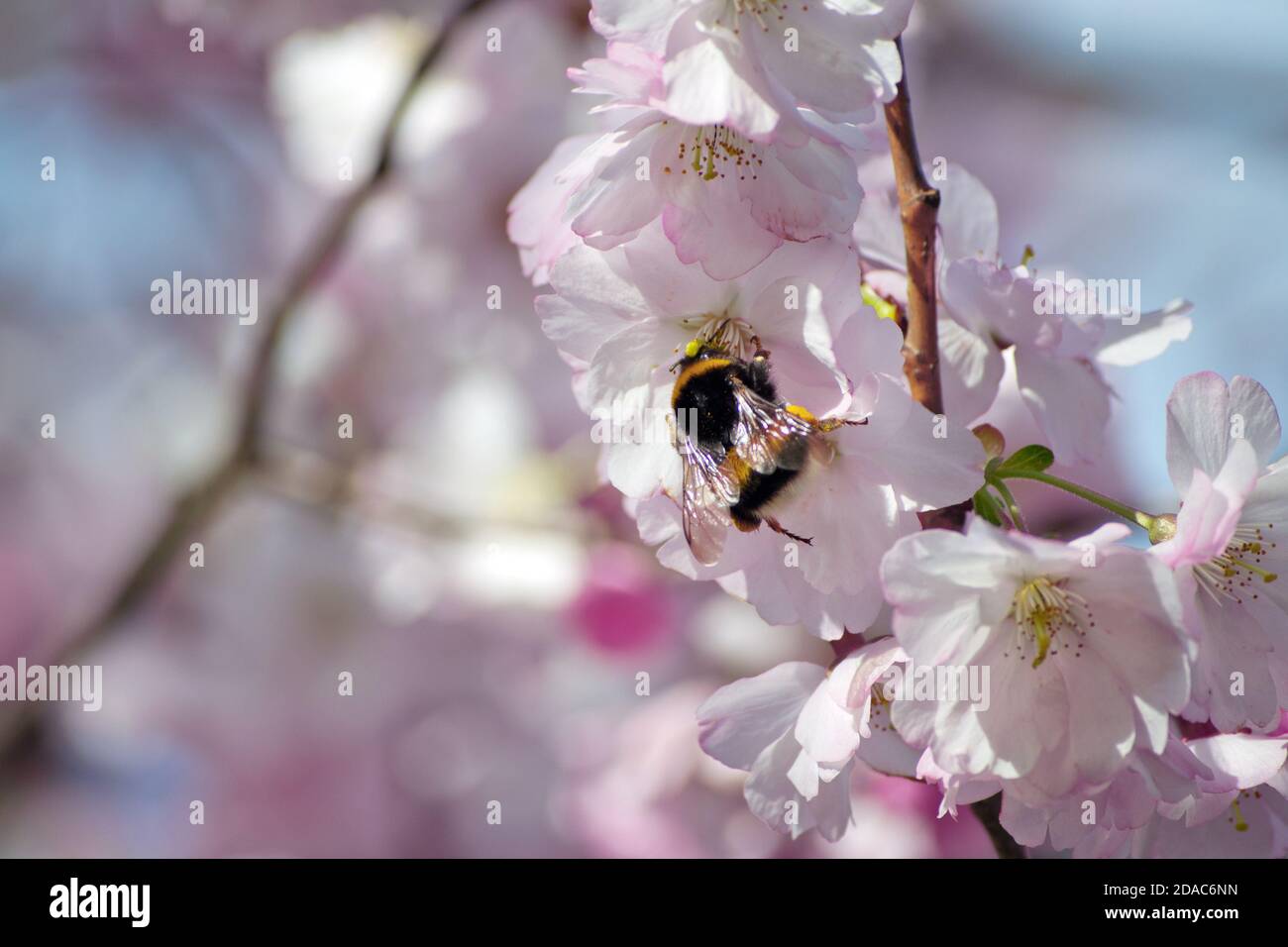Sakura cherry blossom branch on blue sky background Stock Photo - Alamy