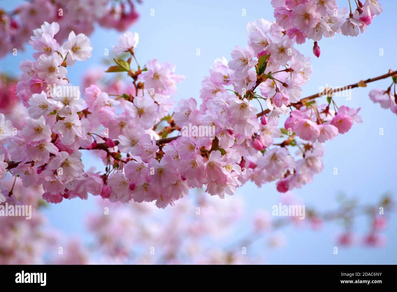 Sakura cherry blossom branch on blue sky background Stock Photo - Alamy
