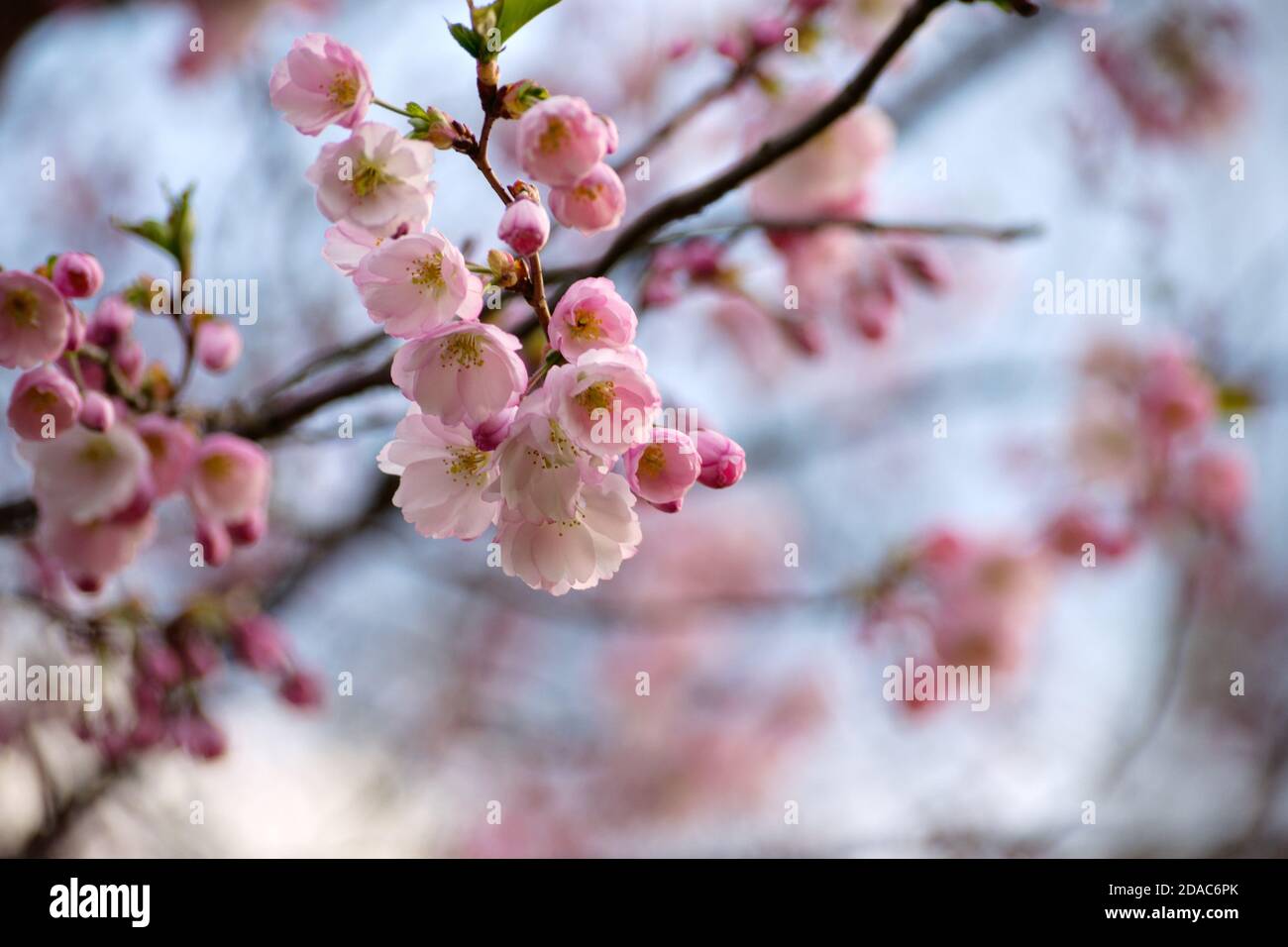 Sakura cherry blossom branch on blue sky background Stock Photo