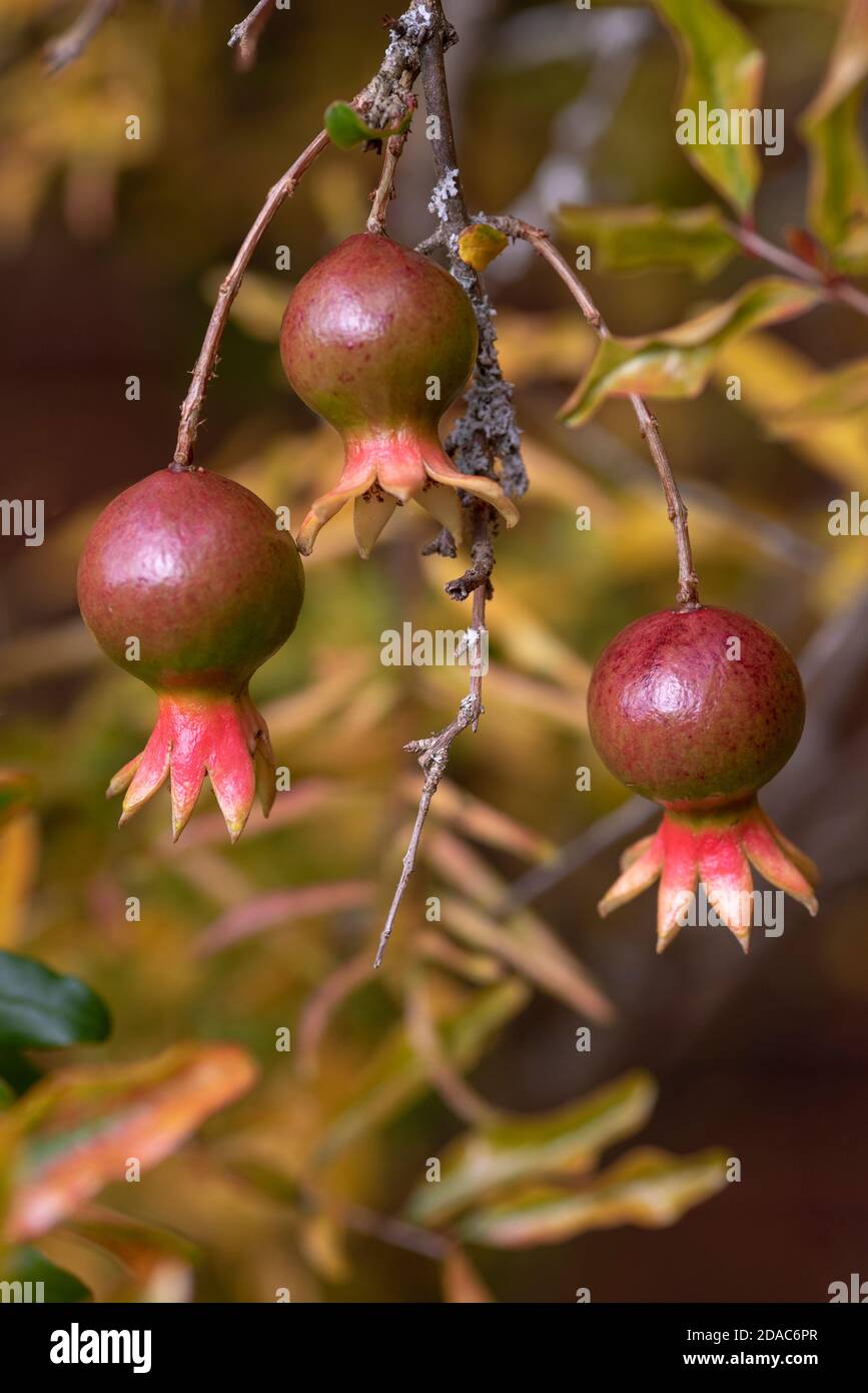 Punica granatum var nana - Dwarf Pomegranate Stock Photo