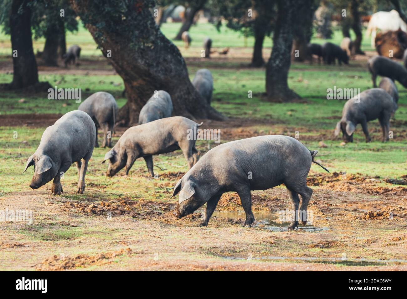 Pigs graze on farm in countryside of navalvillar de pela, Extremadura. Stock Photo
