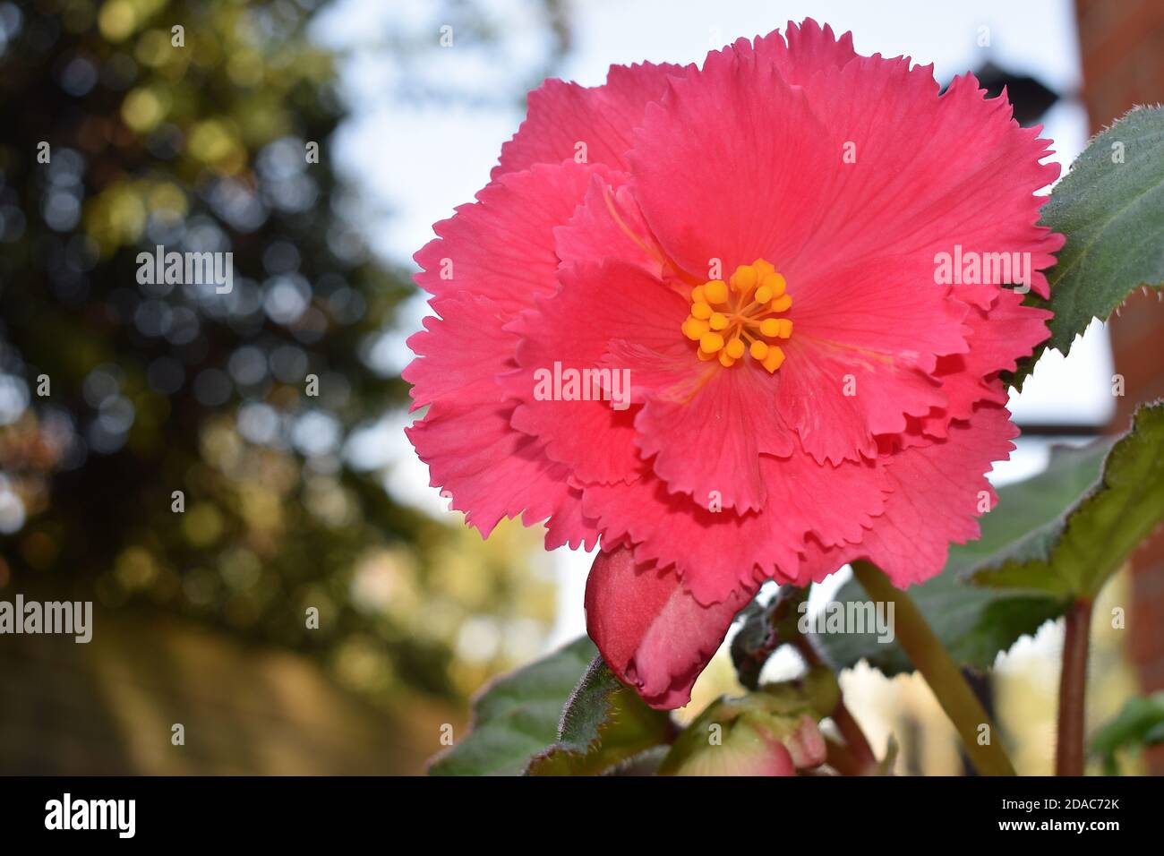 Large pink double-flowered tuberous begonias with frilled petals They grow upright from tubers with big arrow-shaped leaves Begonia is container plant Stock Photo