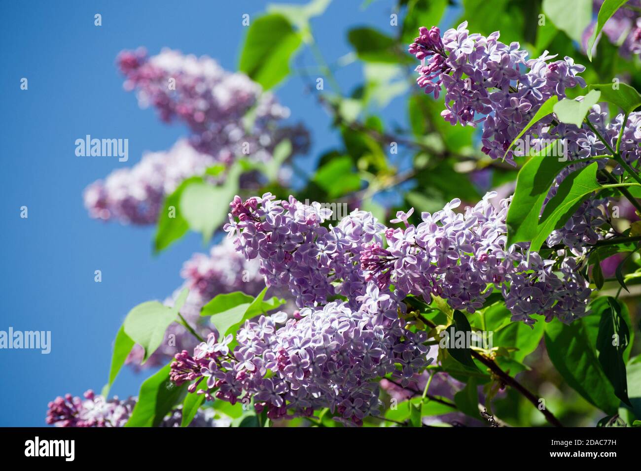 Purple lilac branches hi-res stock photography and images - Alamy