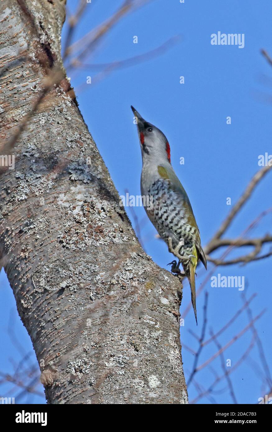 Japanese Woodpecker (Picus awokera) adult female jumping up tree trunk  Karuizawa, Nagano Prefecture, Japan      February Stock Photo