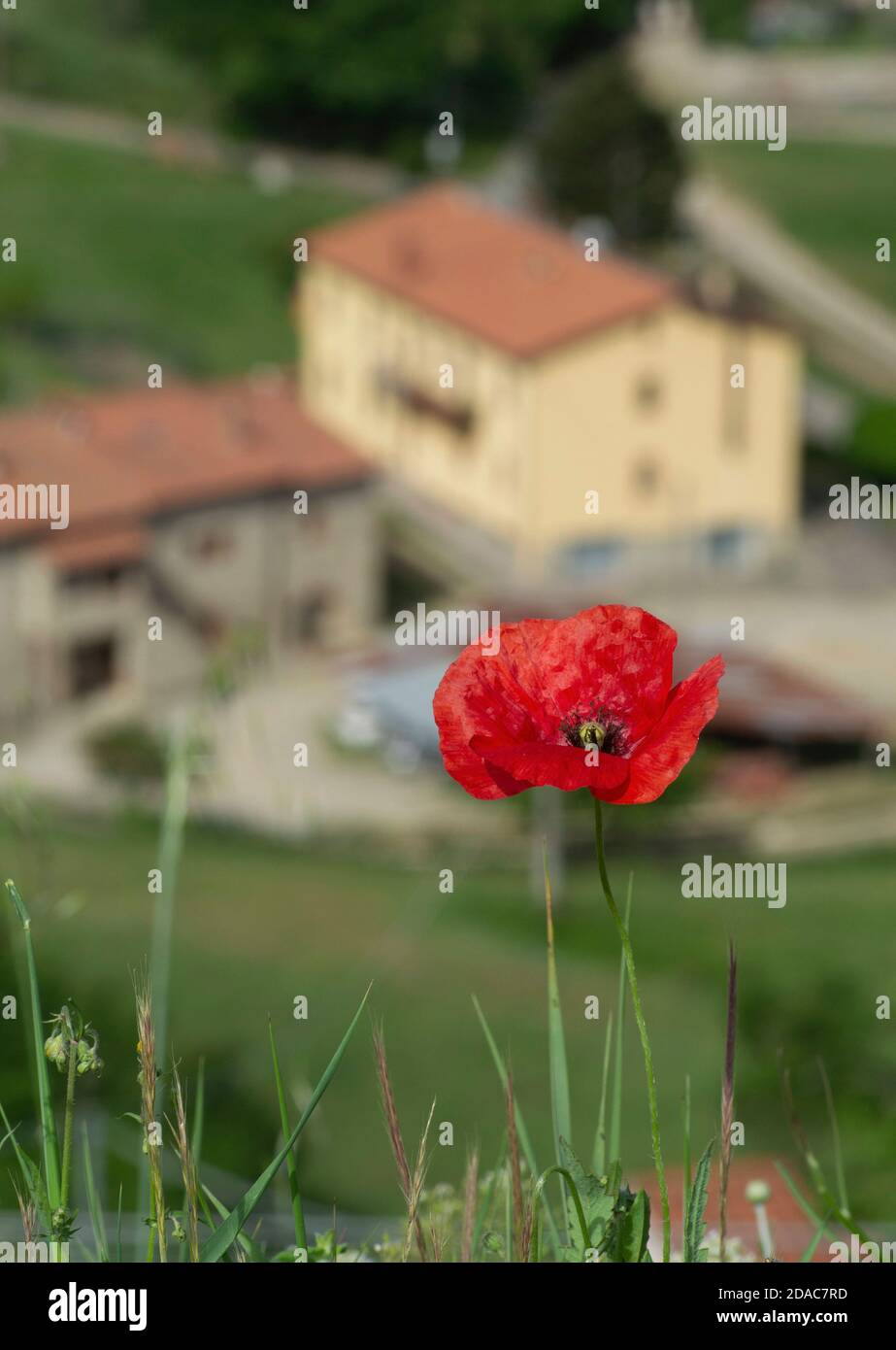Tuscan countryside with poppies hi-res stock photography and images - Alamy