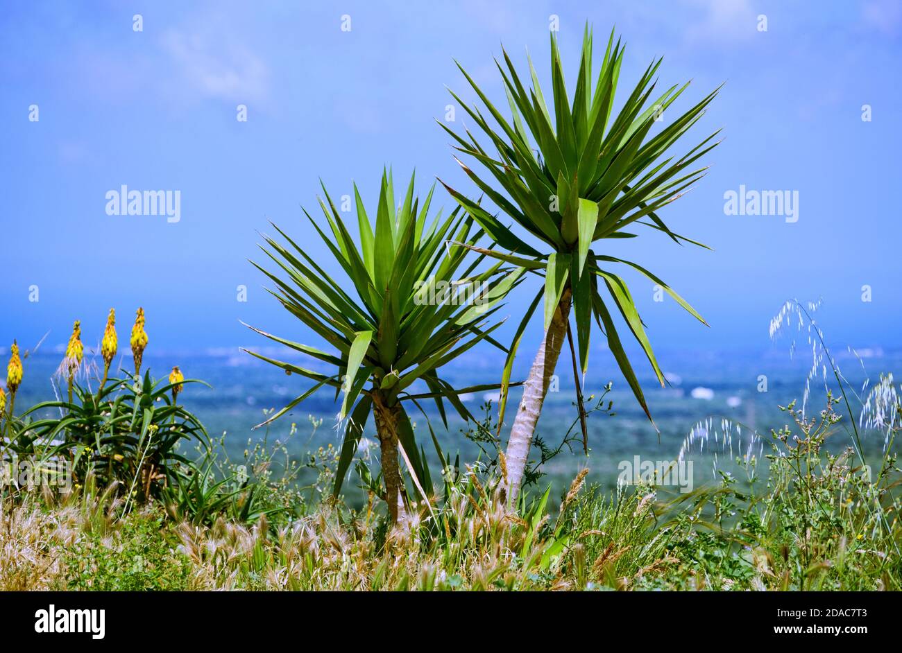 Dracaena or Dragon tree (lat. Dracaena Arborea) is growing on the hill