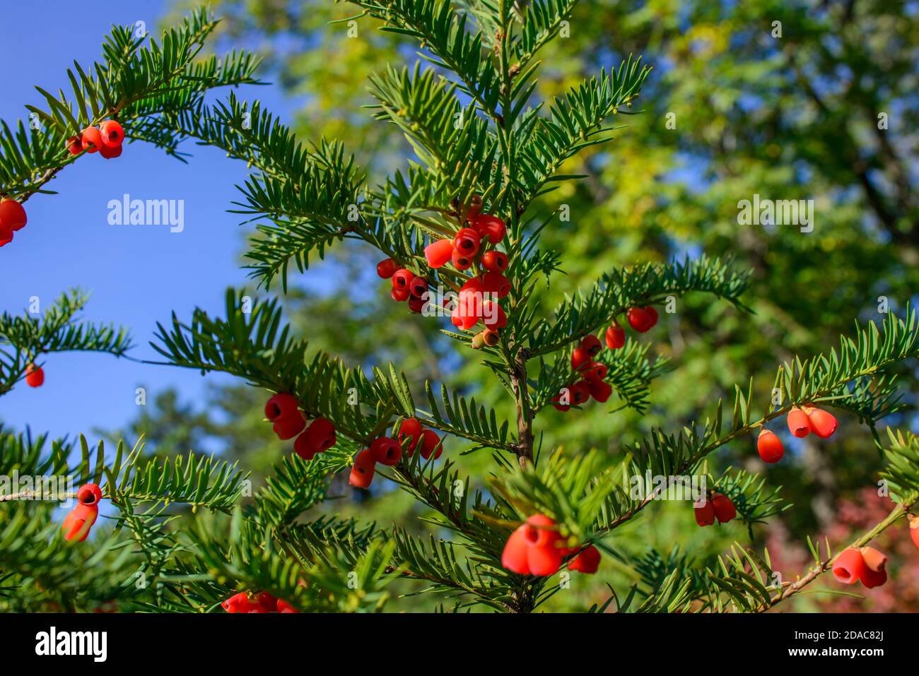 Red berries growing on evergreen yew tree in sunlight, European yew tree Stock Photo