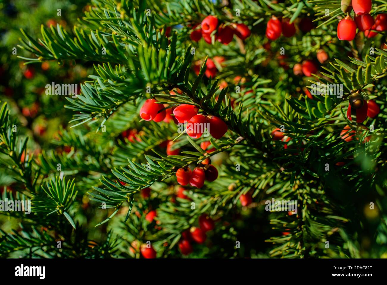Red berries growing on evergreen yew tree in sunlight, European yew tree Stock Photo