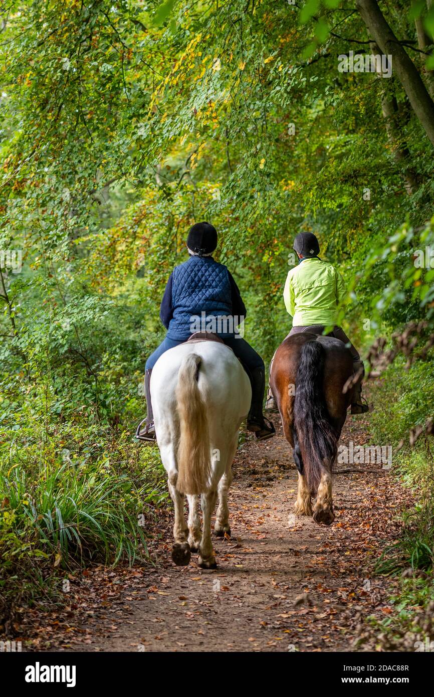 two people riding horses through some autumn woodland wearing high visibility safety clothing. Stock Photo