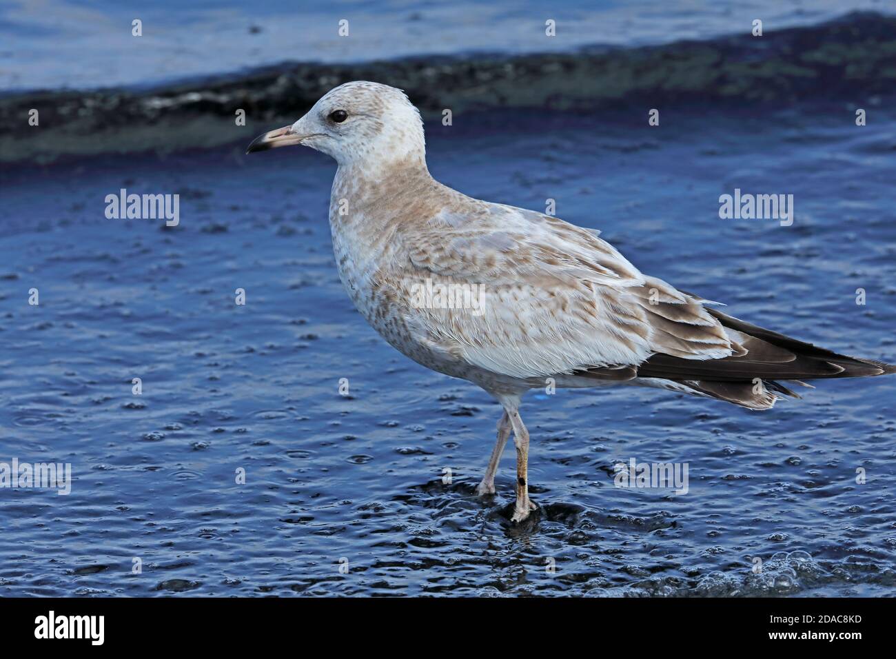 Kamchatka Gull (Larus canus camtschatchensis) first winter walking in shallow water  Choshi; Chiba Prefecture, Japan          February Stock Photo