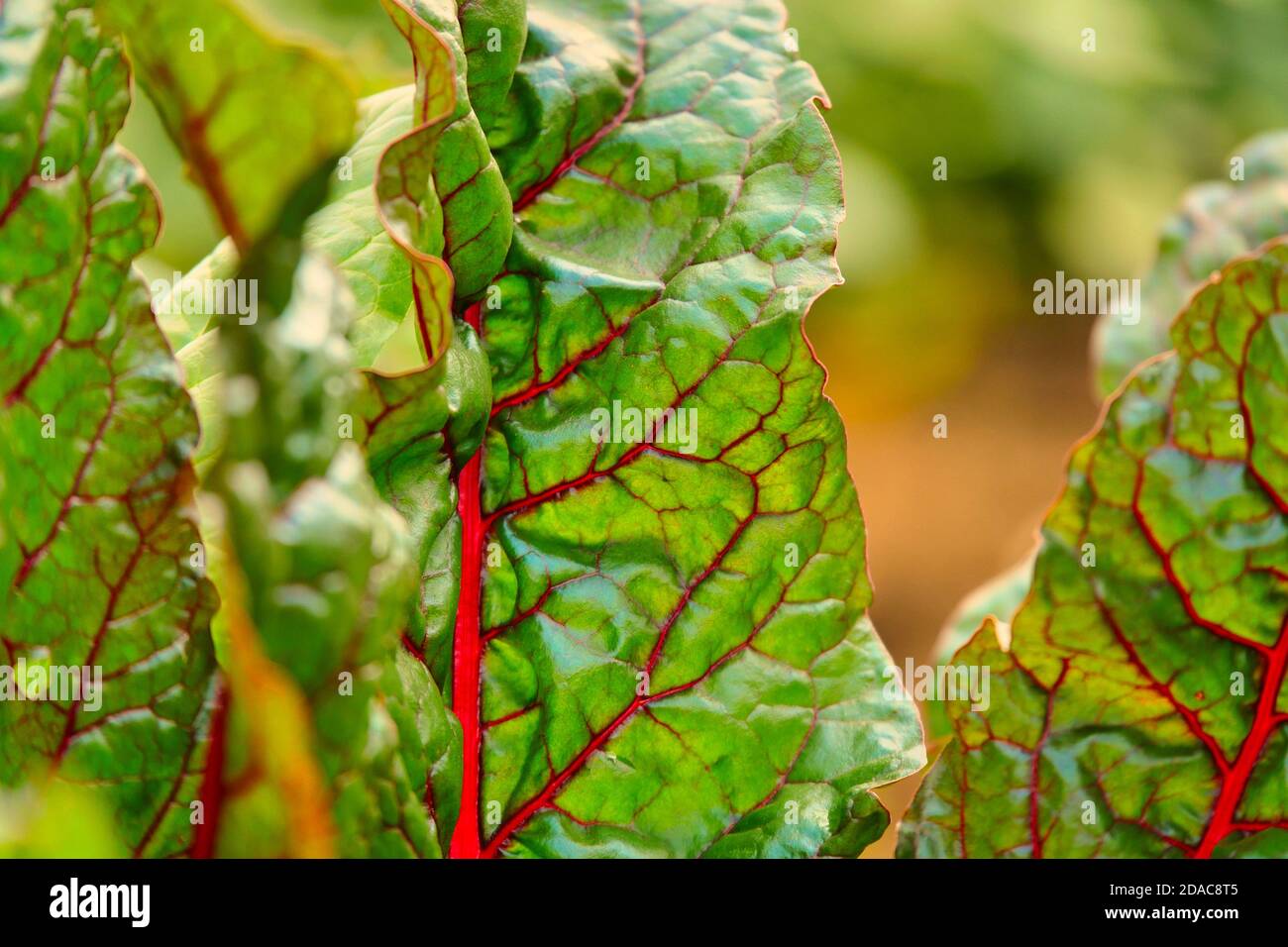 Red beet plant leaf with red veins and green leaves. Close up. Macro. Stock Photo