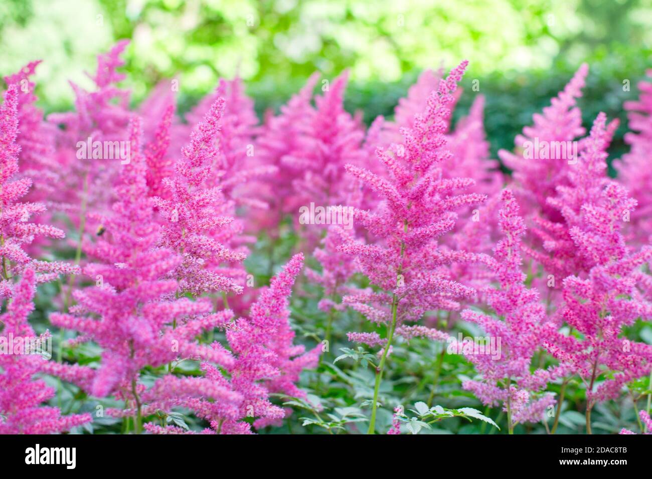 Astilbe plant (also called false goat's beard and false spirea) with pink feathery plumes of flowers growing in the garden Stock Photo