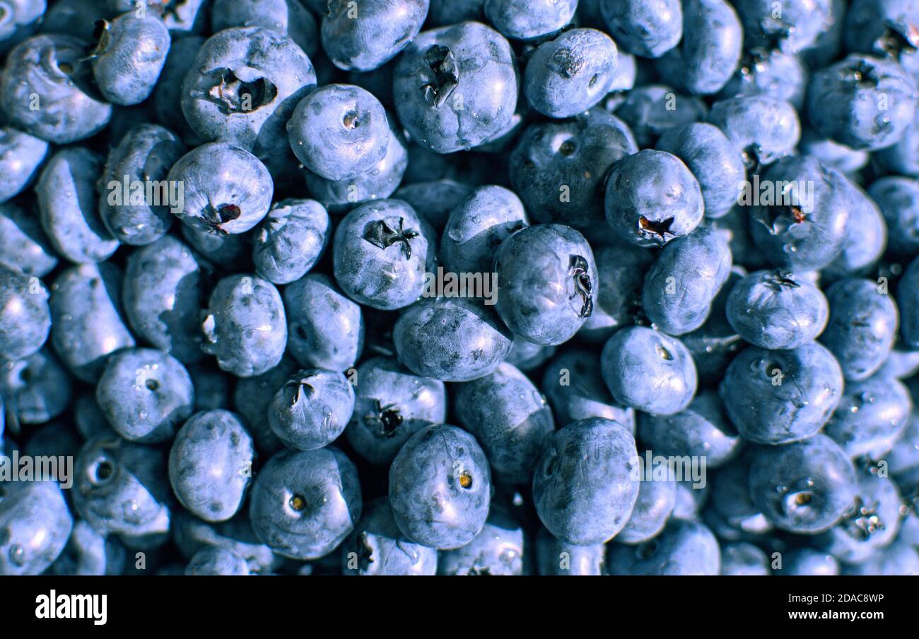 Close up photo of large garden blueberries Stock Photo