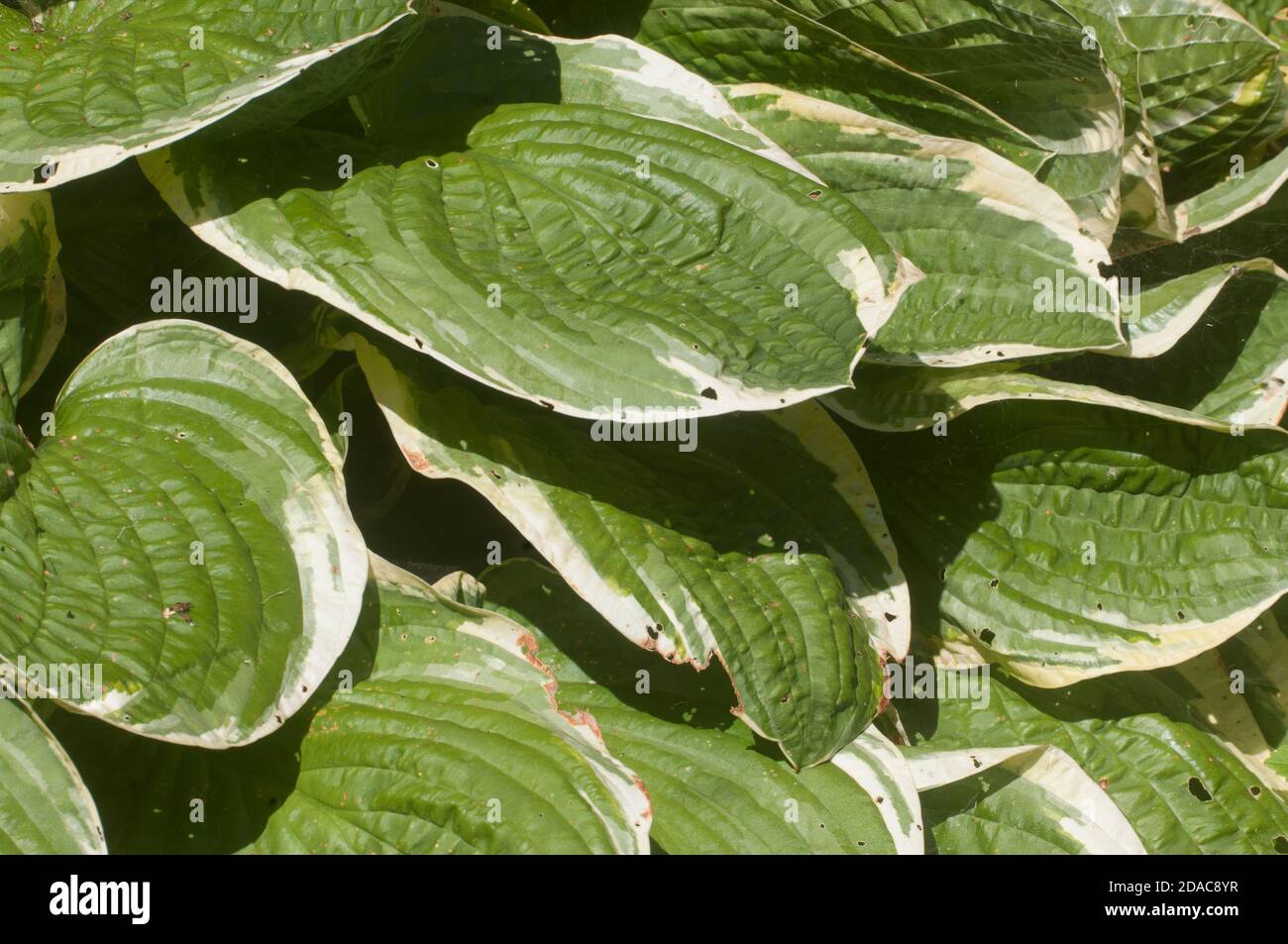 Hosta plant in a decorative formal garden Stock Photo