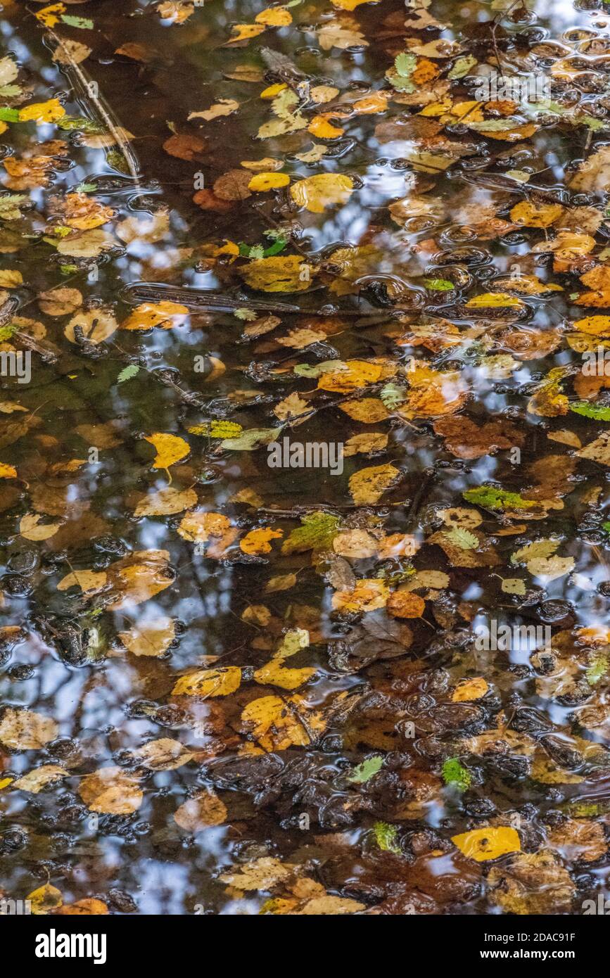 Watery woodland hi-res stock photography and images - Alamy