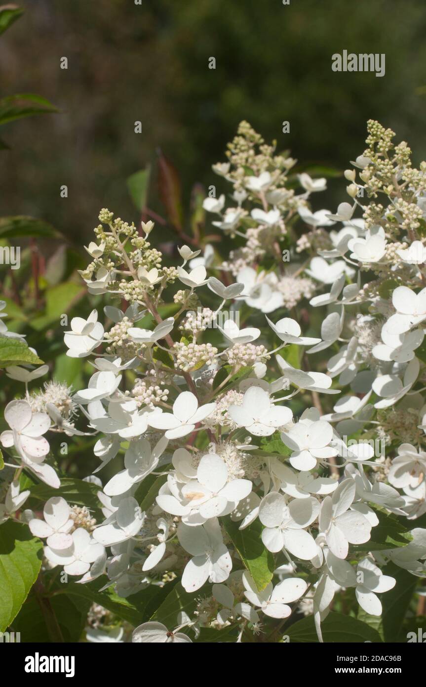Bush blooming white hydrangea in the garden Stock Photo