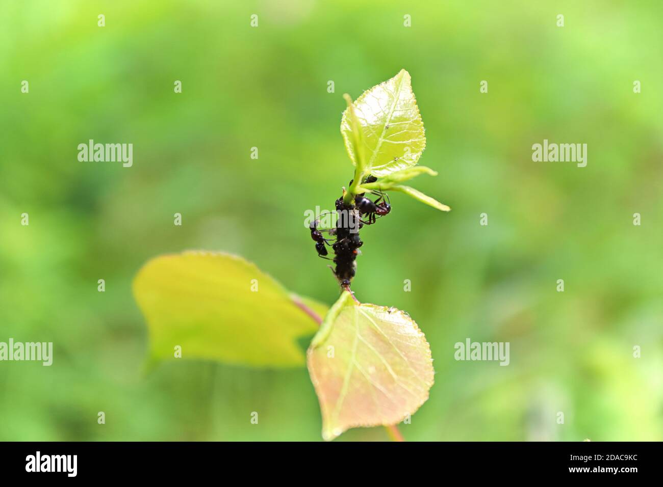 Ants on a branch tending to aphids Stock Photo