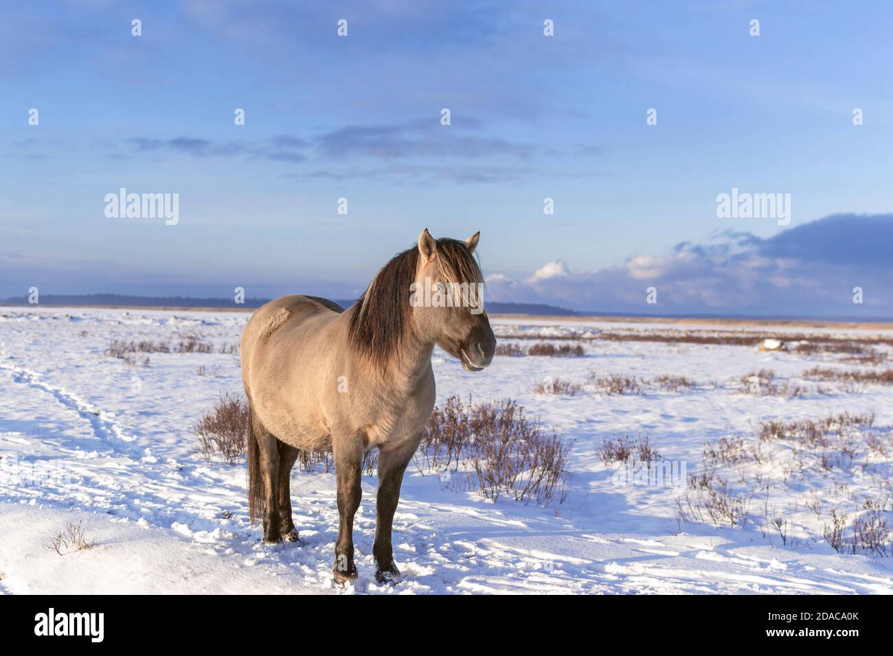 Semi-wild konik polski horse at Engure Lake Nature Park, Latvia on sunny and snowy winter day. Stock Photo