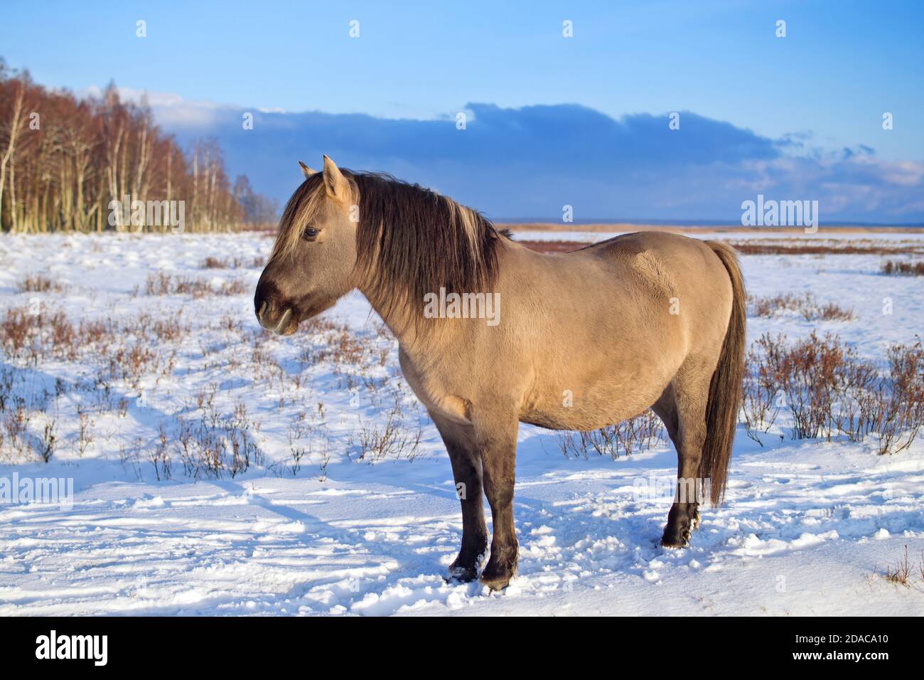 Semi-wild konik polski horse at Engure Lake Nature Park, Latvia on sunny and snowy winter day. Stock Photo