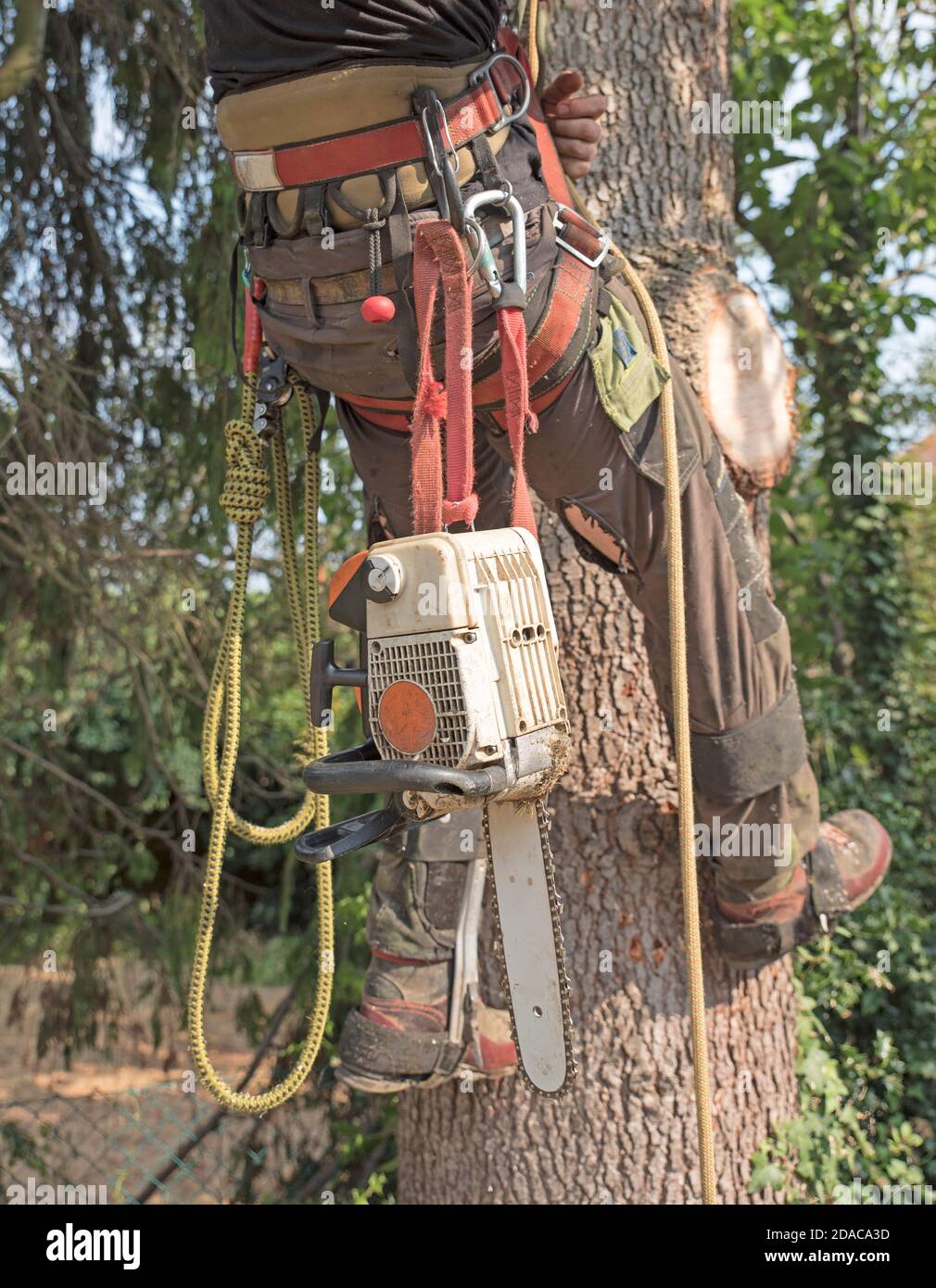 Arborist with his harness and tools ready to climb a tree Stock Photo