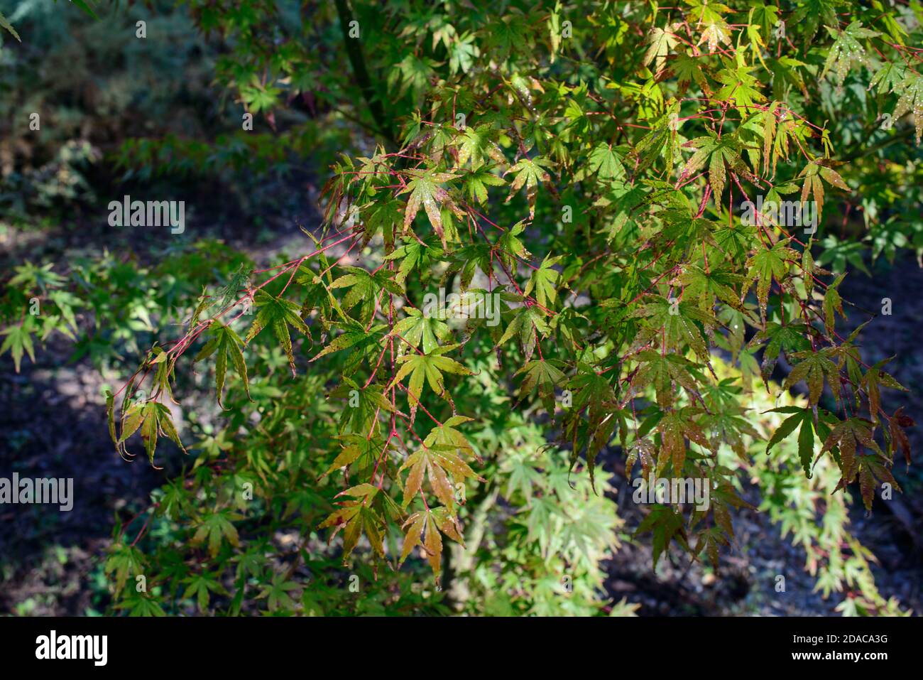 Smooth Japanese Maple High Resolution Stock Photography and Images - Alamy