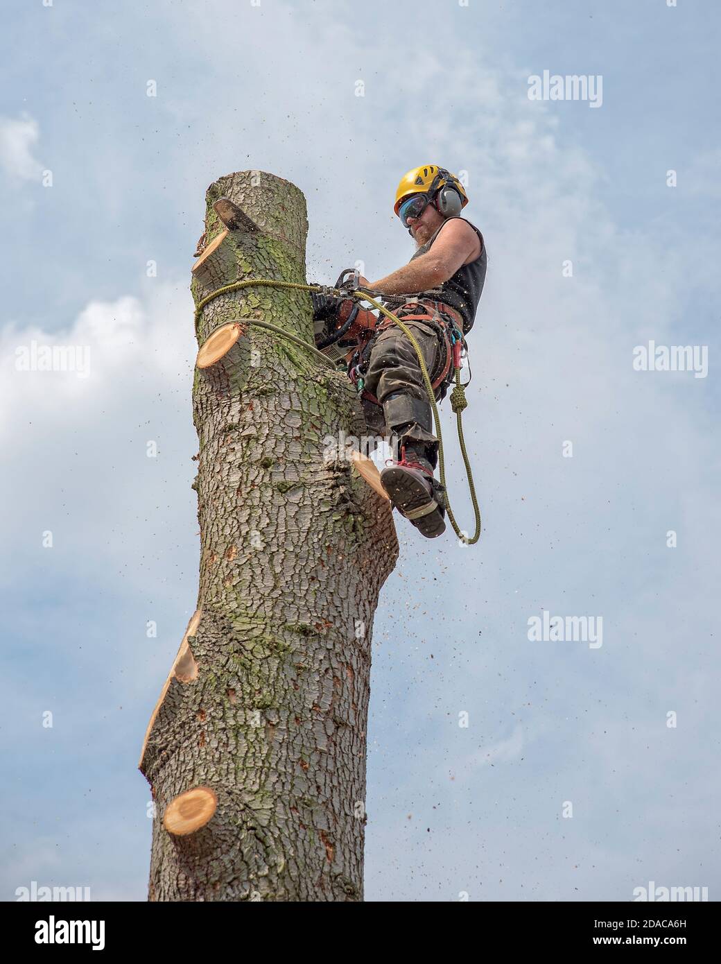 Tree surgeon or Arborist cutting top off a tree. Stock Photo