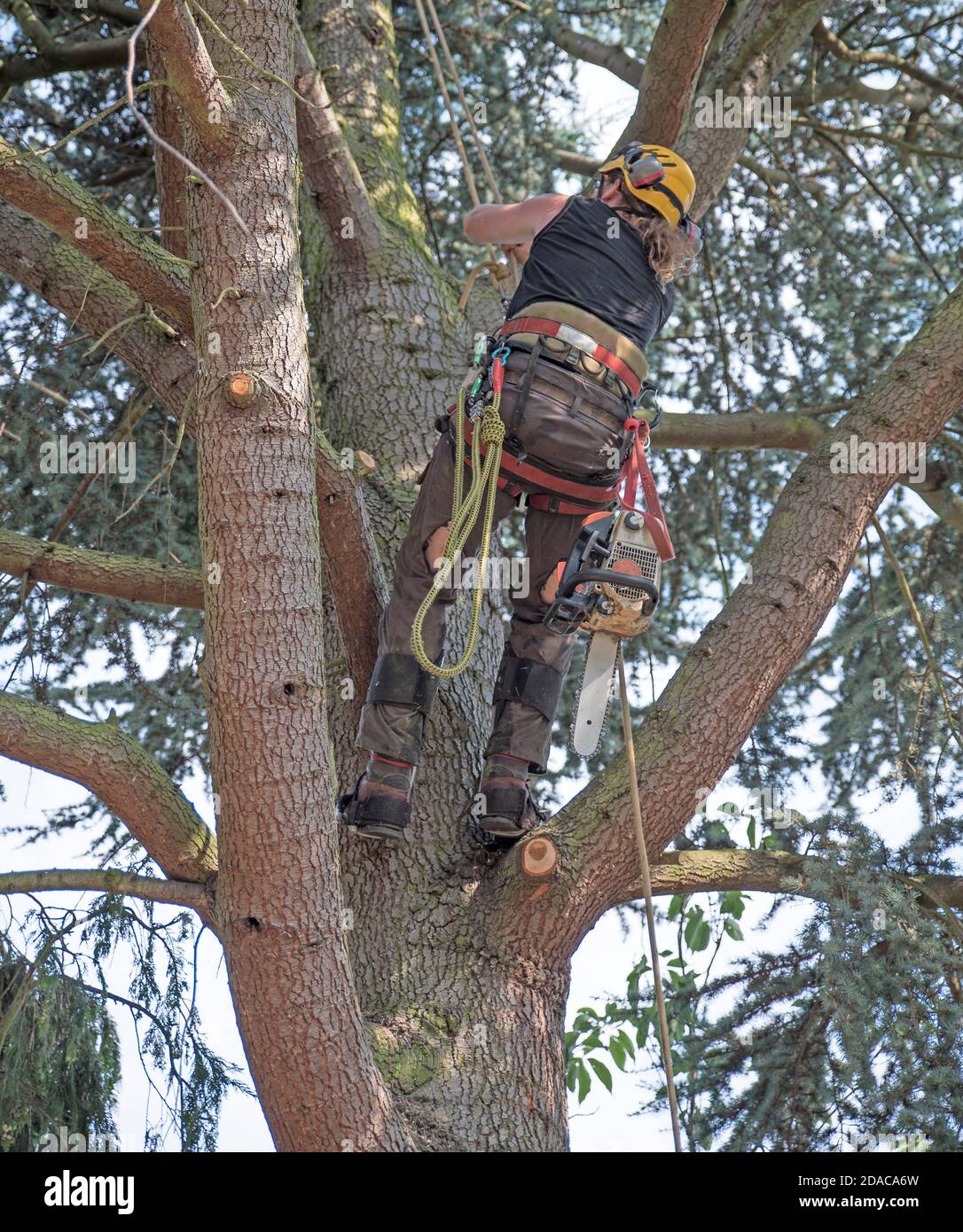 Tree Surgeon or Arborist climbing a tree using his safety ropes. Stock Photo
