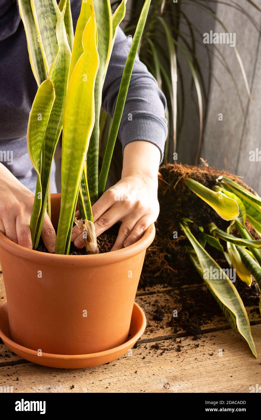Repotting a snake plant hi-res stock photography and images - Alamy