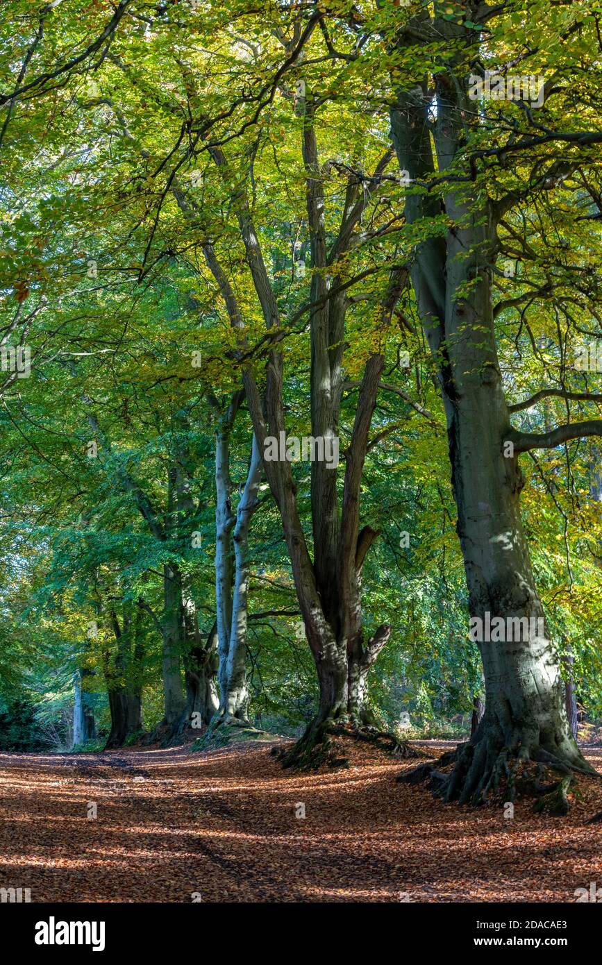a beautiful line or row of autumn trees at harlestone firs in northamptonshire, uk Stock Photo