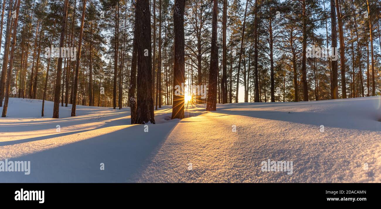 Beautiful snowy winter landscape panorama with forest and sun during golden hour. Winter sunset in forest panoramic view. Sun shines through trees and Stock Photo