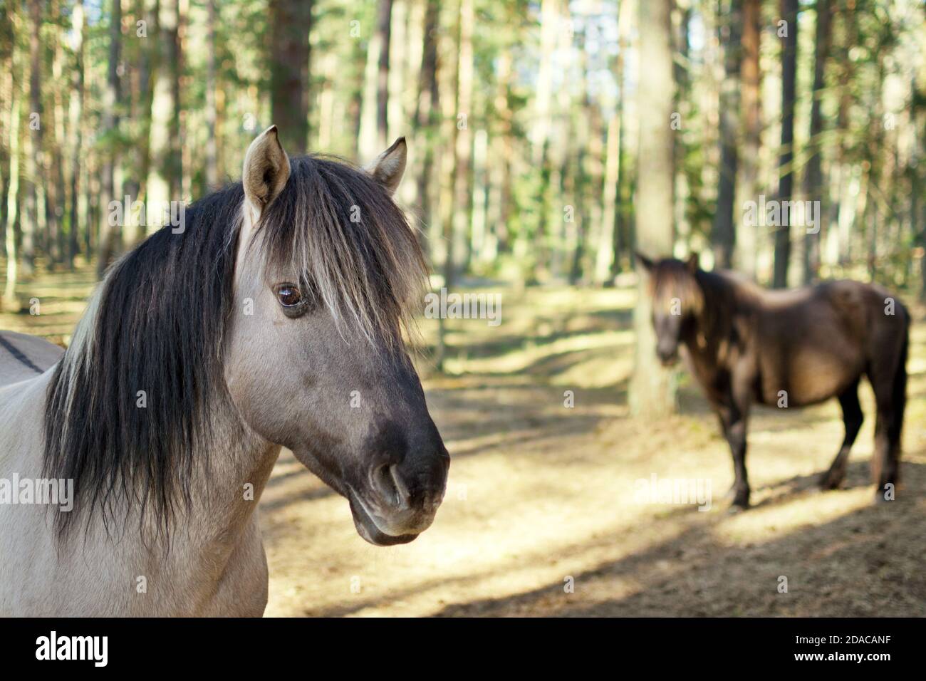 Close up portrait of semi-wild konik polski horse in the forest at sunny spring day Stock Photo