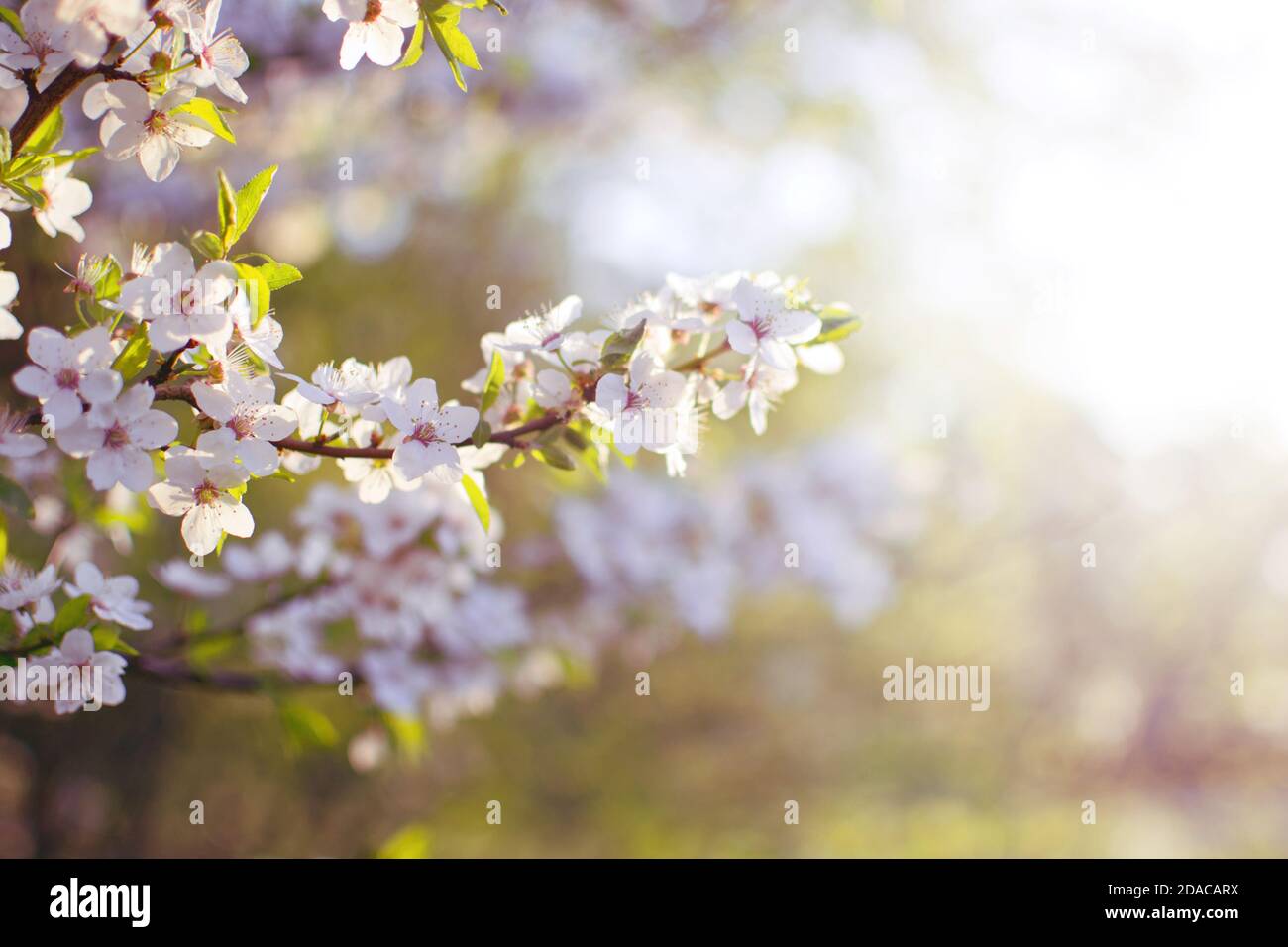 Sour cherry (Prunus cerasus) blossom at spring Stock Photo