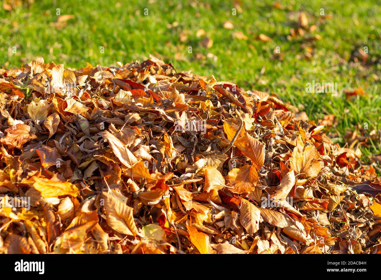 Pile of autumn leaves. Cleaning the leaves in the garden Stock Photo