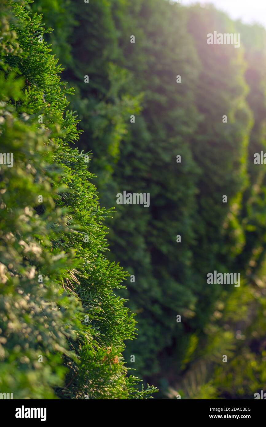 Abstract background with thuja tree hedge. Selective focus. Stock Photo