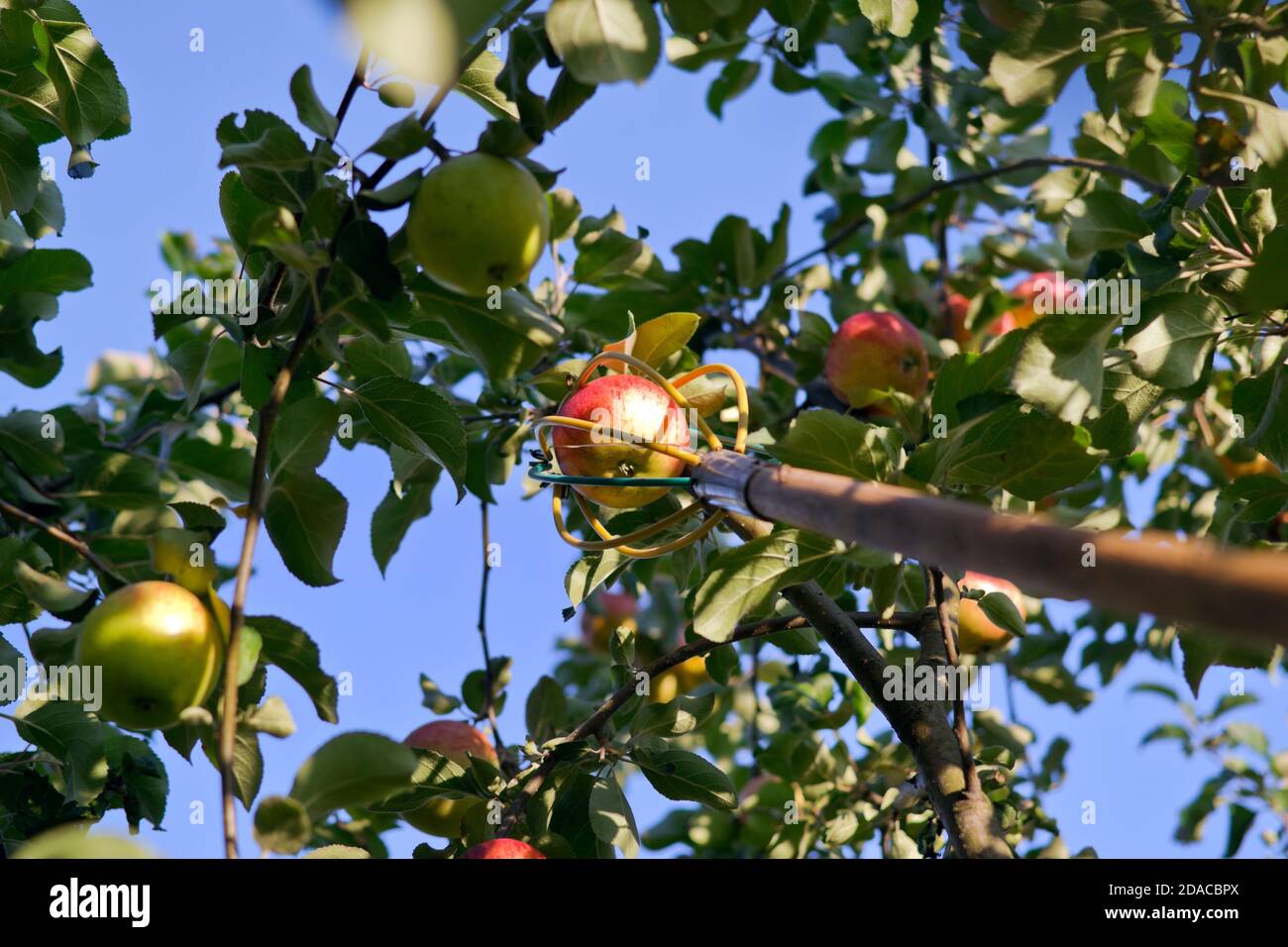 Apple harvesting with fruit picking tool from high tree Stock Photo Alamy