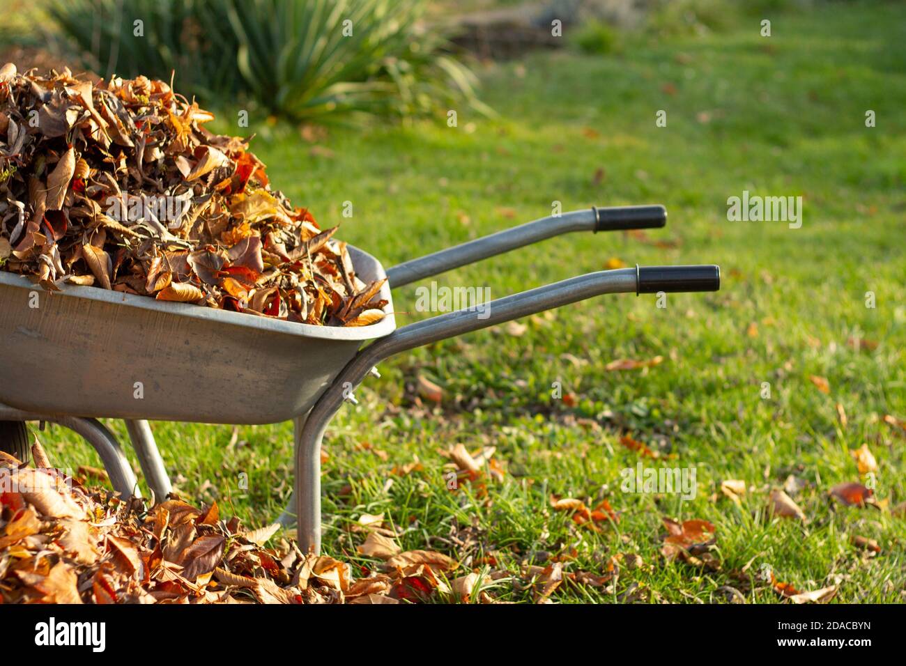 wheelbarrow full of dried leaves, cleaning foliage in the garden Stock Photo