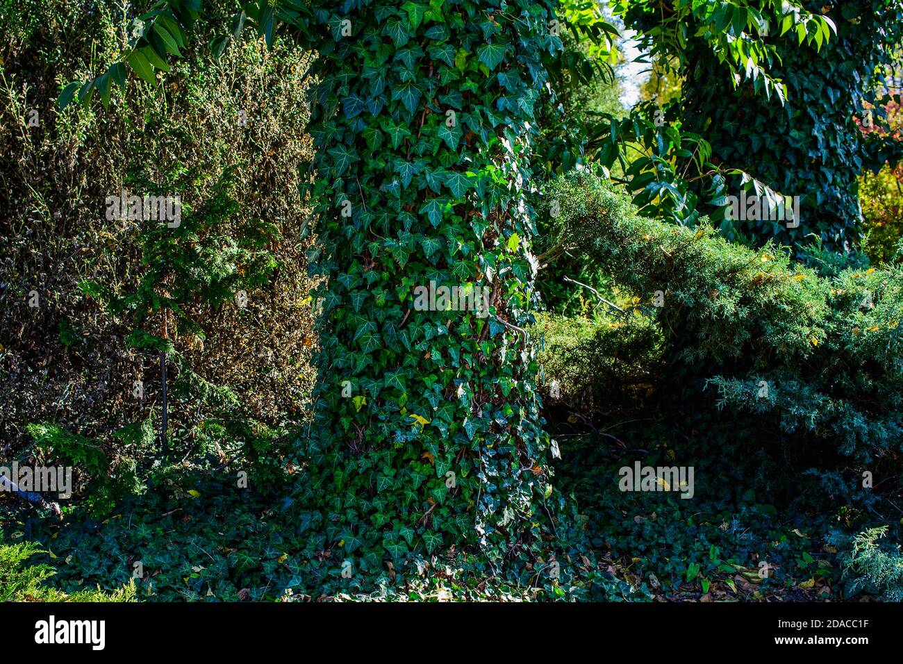 green leaves on a tree trunk. ivy with green leaves wrapped around a tree trunk Stock Photo