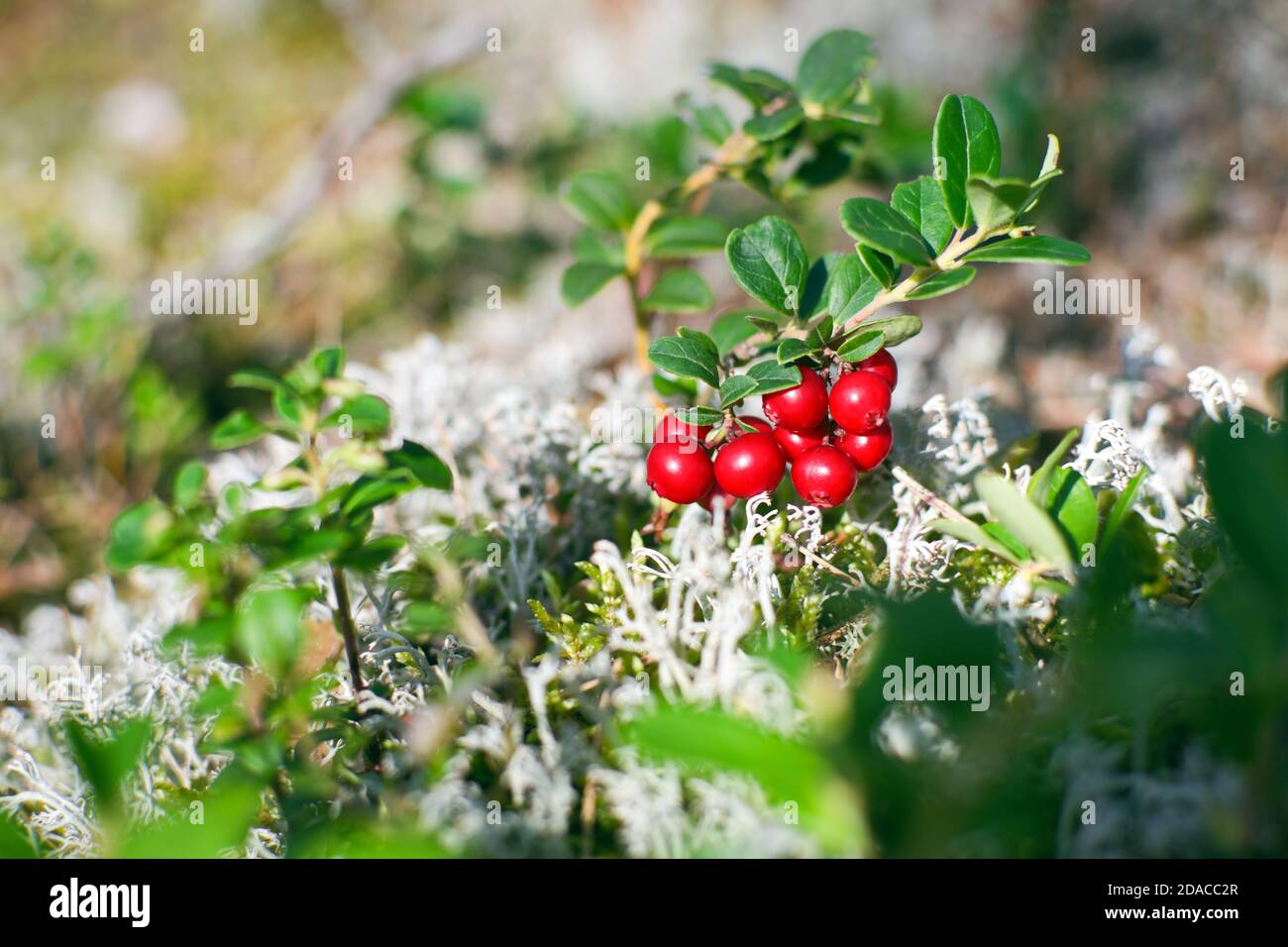 Lingonberry also partridgeberry, mountain cranberry or cowberry (lat. Vaccinium vitis-idaea) shrub with ripe red fruits growing in the forest Stock Photo