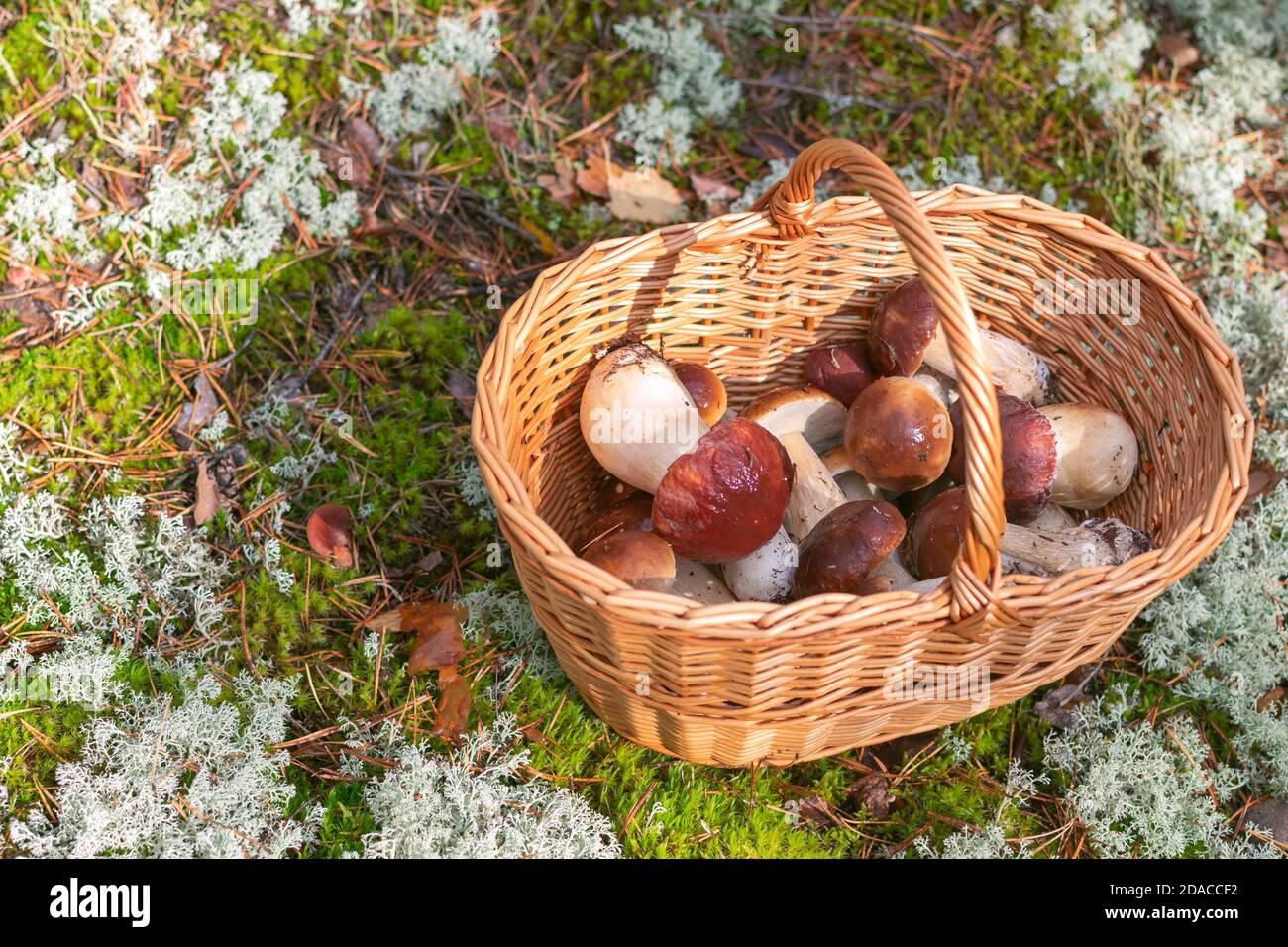 Wicker basket with picked pine boletes or pinewood king boletes (Boletus pinophilus) on the mossy ground in the forest at sunny autumn day Stock Photo