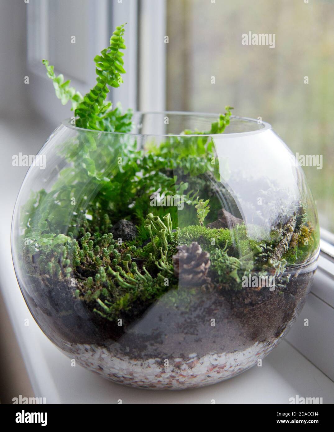Glass florarium with Doryopteris Cordata plant, different kinds of moss, lichen (Cladonia fimbriata). Forest at home concept. Stock Photo