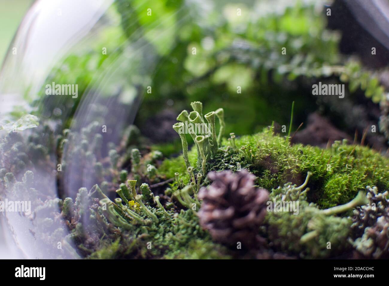 Glass florarium with Doryopteris Cordata plant, different kinds of moss, lichen (Cladonia fimbriata). Forest at home concept. Stock Photo