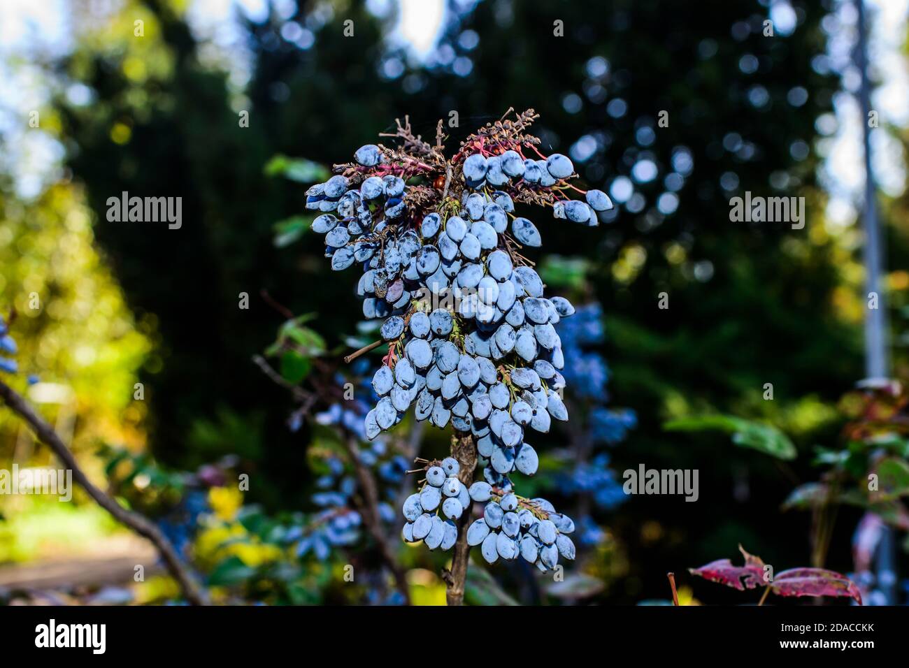 Mahonia aquifolium. Blue berries are hanging on a mahonia japonica bush