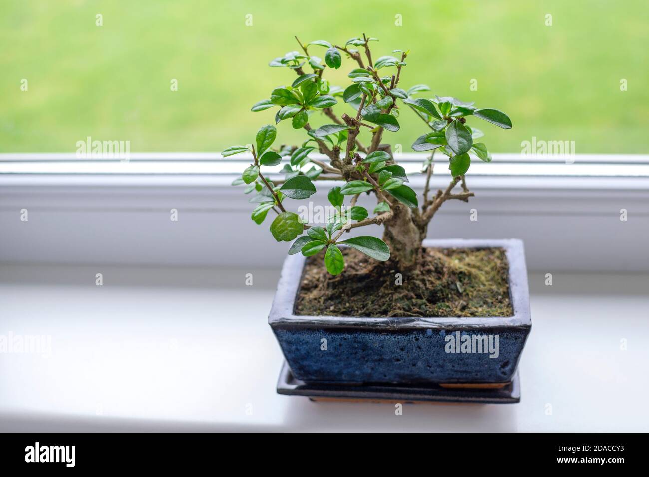 Little bonsai tree Carmona Microphylla - tropical, evergreen dendroid shrub with oval, dark green, glossy leaves, topped with small white dots Stock Photo